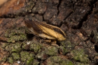 *(85360) La Philne spumeuse (Homoptre - Aphrophoridae - Philaenus spumarius)